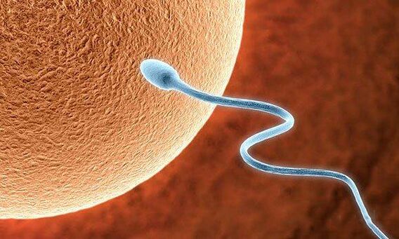 Biological functions of prejaculation