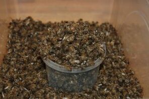 The bee has dug to increase power